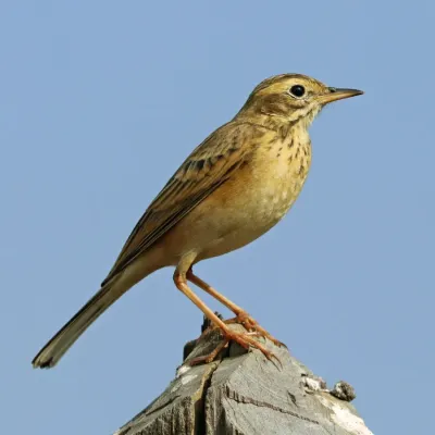 File:Paddyfield pipit (Anthus rufulus rufulus).jpg