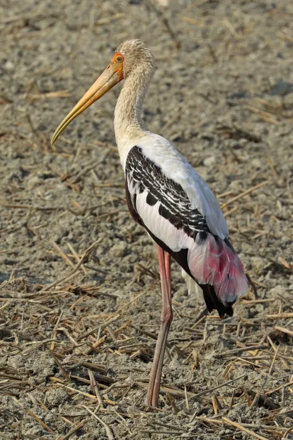 File:Painted stork (Mycteria Leucocephala) sub-adult.jpg