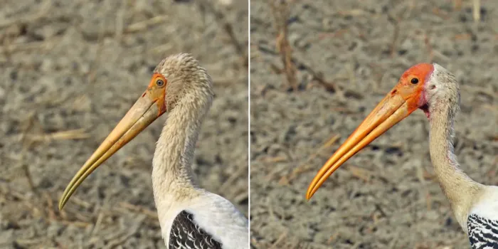 File:Painted stork (Mycteria Leucocephala) sub adult and adult heads composite.jpg