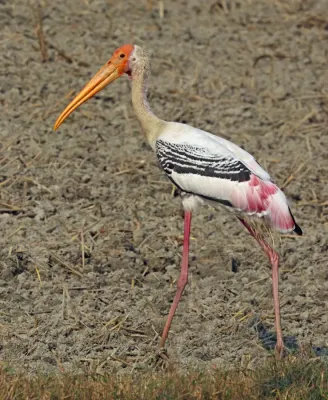 File:Painted stork (Mycteria Leucocephala) adult.jpg