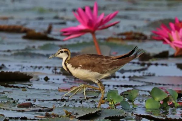 File:Pheasant-tailed jacana (Hydrophasianus chirurgus).jpg