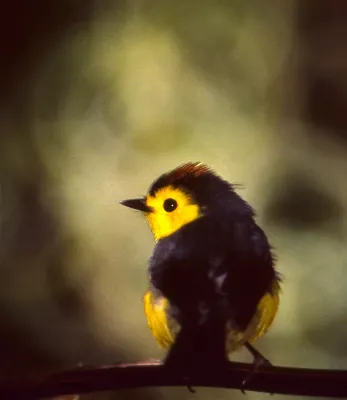 File:Collared Whitestart (Myioborus torquatus) (36831403356).jpg