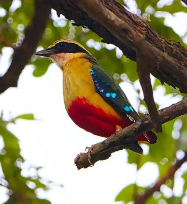 File:African Pitta (Pitta angolensis), Hwange National Park, Zimbabwe.jpg