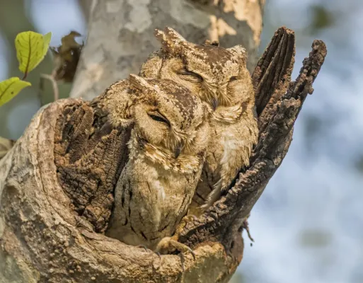 File:Indian scops owls (Otus bakkamoena) male on right.jpg