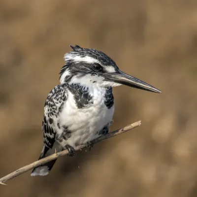 File:Pied kingfisher (Ceryle rudis leucomelanurus) female.jpg