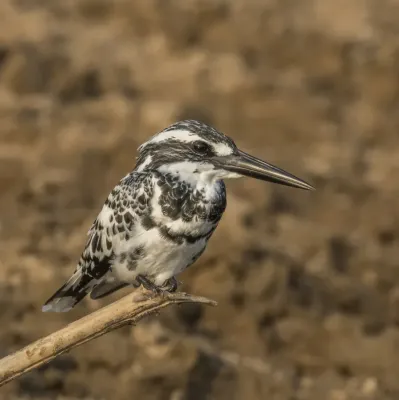 File:Pied kingfisher (Ceryle rudis leucomelanurus) male.jpg
