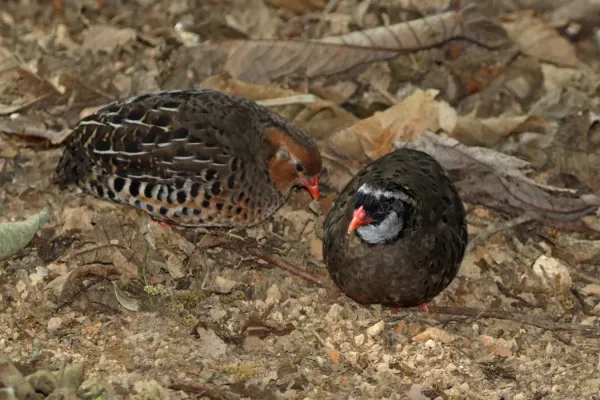 File:Painted bush quail (Perdicula erythrorhyncha) female (left) and male.jpg