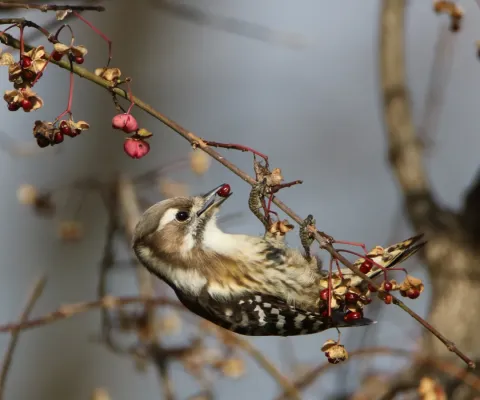 File:Yungipicus kizuki (eating Euonymus hamiltonianus).jpg