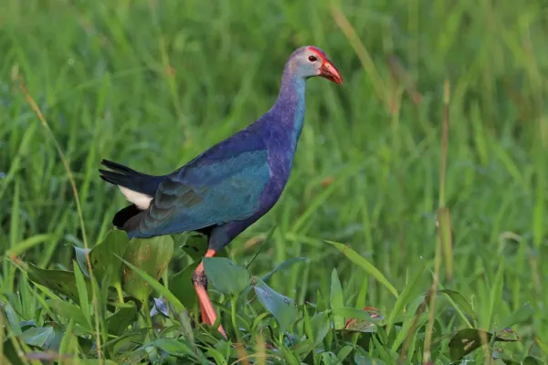 File:Grey-headed swamphen (Porphyrio poliocephalus) female.jpg