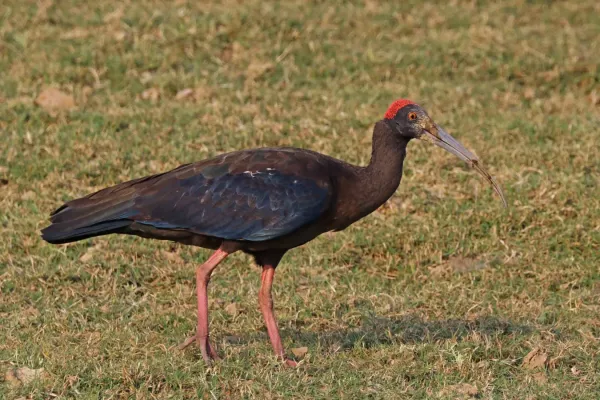 File:Red-naped ibis (Pseudibis papillosa).jpg