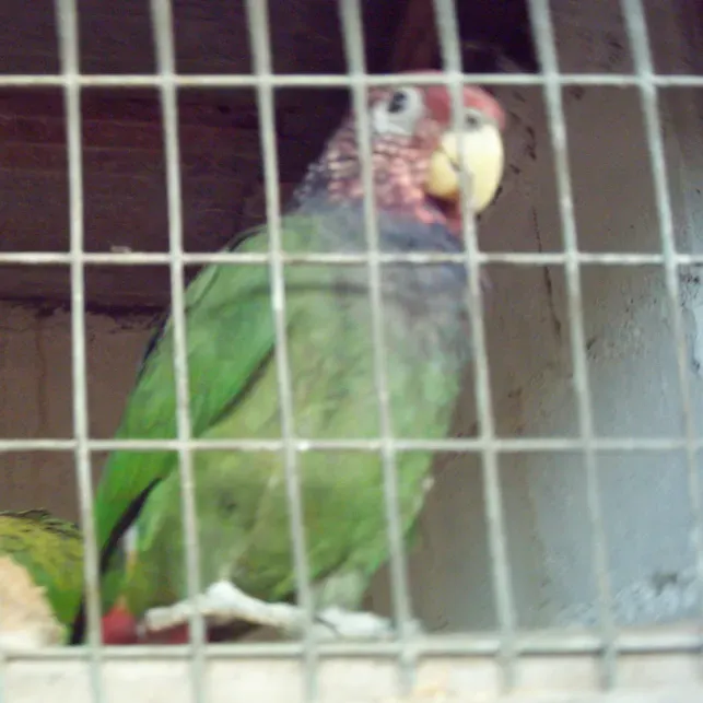 File:Pionus tumultuosus -La Merced Zoo-2a-2.jpg