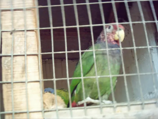 File:Pionus tumultuosus -La Merced Zoo-2a.jpg