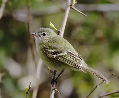 File:Phyllomyias reiseri - Reiser's tyrannulet.jpg