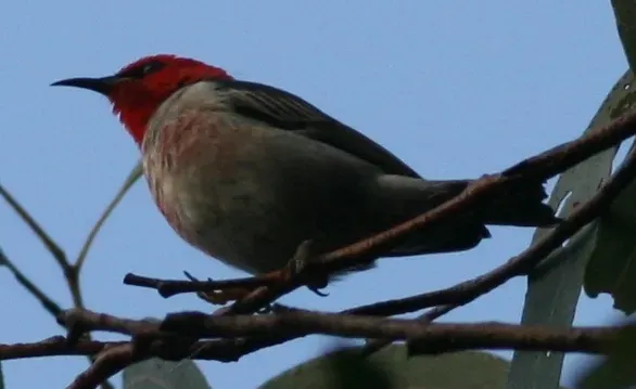 File:Myzomela sanguinolenta.jpg