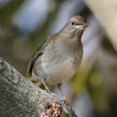 File:Turdus pallidus (on tree s3).jpg