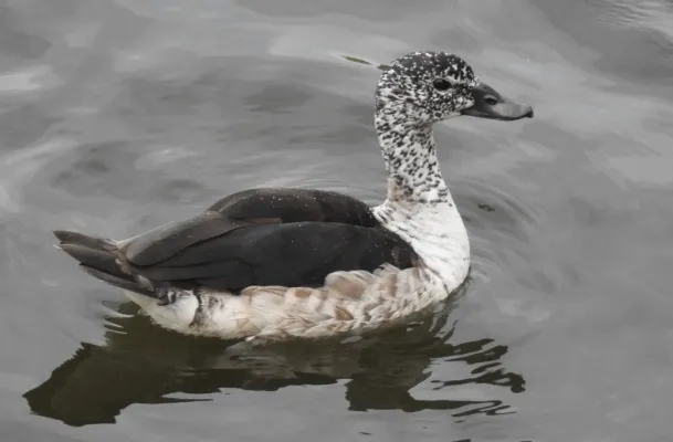File:Knob-billed Duck Sarkidiornis melanotos, female, by Dr. Raju Kasambe DSCN8938 (1).jpg
