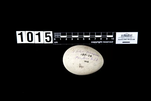 File:Pterodroma neglecta (AM LB1015).jpg
