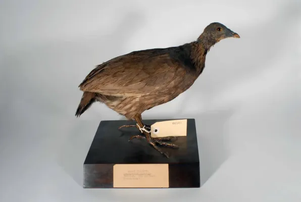 File:Megapodius eremita (AM LB8144-4).jpg