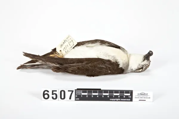 File:Pterodroma nigripennis (AM LB6507-5).jpg