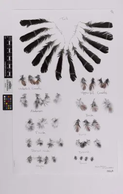 File:Philesturnus rufusater (AM LB13324-1).jpg