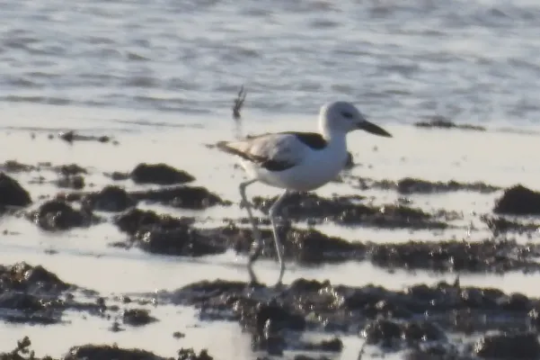 File:Crab Plover Dromas ardeola by Dr. Raju Kasambe DSCN9287.jpg