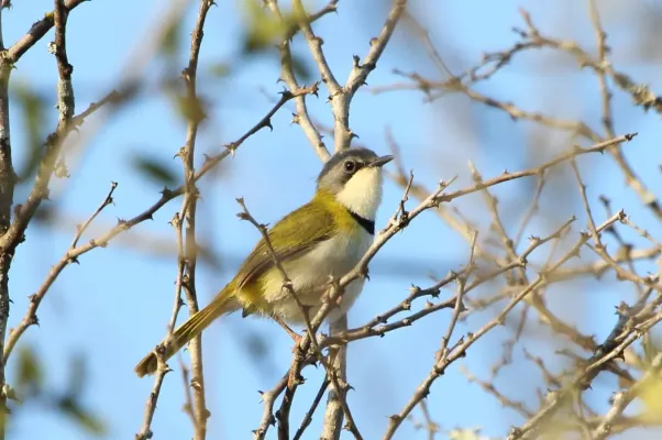 File:Apalis ruddi 2017 11 20 5985.jpg