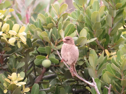 File:Crithagra (Serinus) gularis Streaky-headed canary (seedeater) IMG 7307.jpg