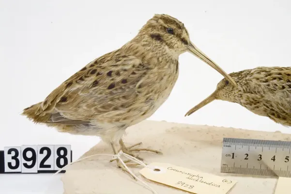 File:Coenocorypha aucklandica (AM LB3928).jpg