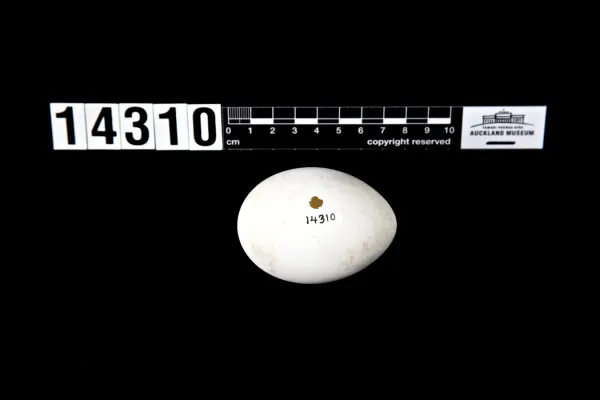 File:Pterodroma neglecta (AM LB14310).jpg