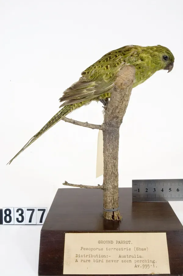 File:Pezoporus wallicus (AM LB8377).jpg
