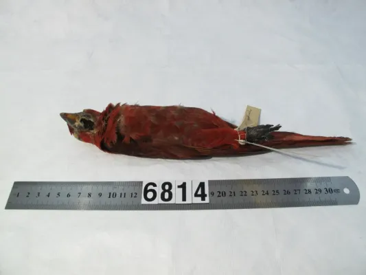 File:Chalcopsitta cardinalis (AM LB6814-7).jpg