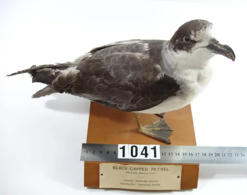 File:Pterodroma cervicalis (AM LB1041-4).jpg