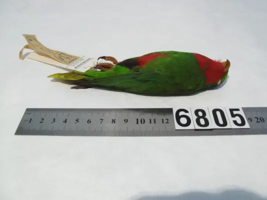File:Vini australis (AM LB6805-5).jpg