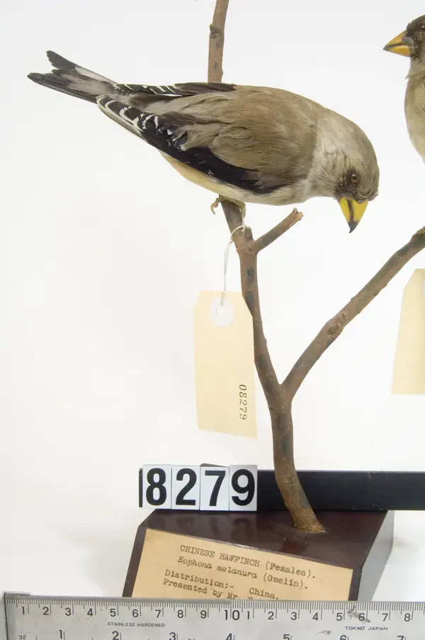 File:Eophona migratoria (AM LB8279).jpg