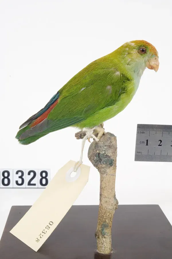 File:Loriculus beryllinus (AM LB8328-6).jpg