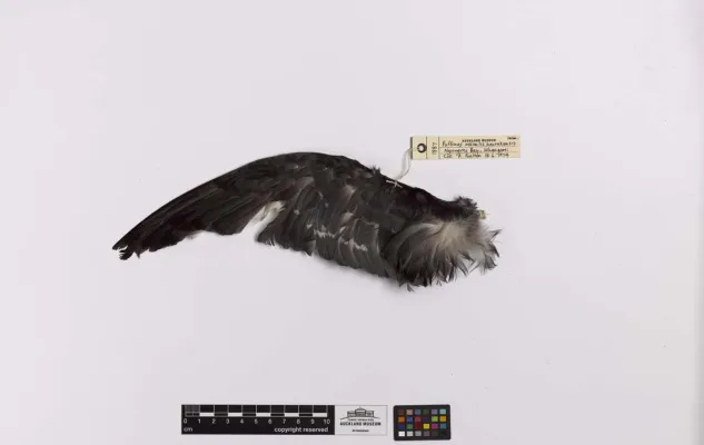 File:Puffinus assimilis (AM LB1887-4).jpg