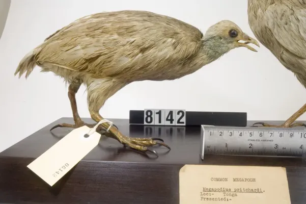 File:Megapodius pritchardii (AM LB8142-4).jpg