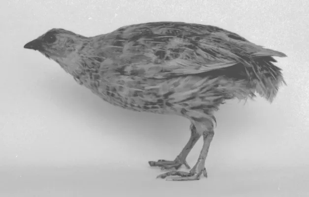File:Coturnix novaezelandiae (AM LB4106-6).jpg
