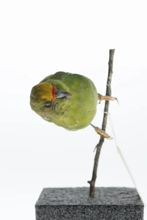 File:Cyanoramphus auriceps (AM LB4157-1).jpg