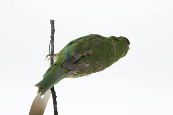 File:Cyanoramphus auriceps (AM LB4157-2).jpg