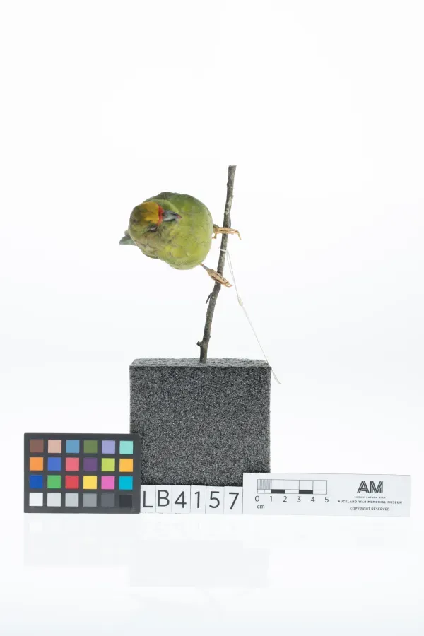 File:Cyanoramphus auriceps (AM LB4157-5).jpg