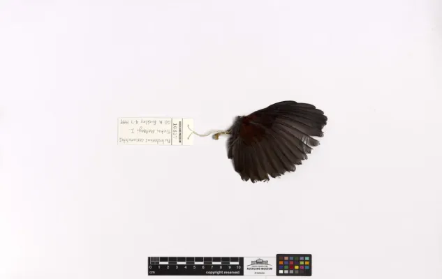 File:Philesturnus rufusater (AM LB10837-4).jpg