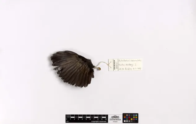 File:Philesturnus rufusater (AM LB10837-5).jpg