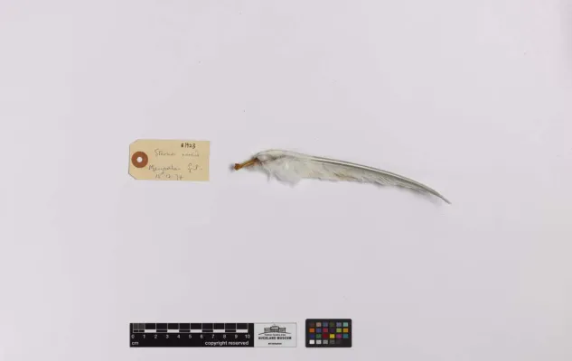File:Sternula nereis (AM LB1923-5).jpg