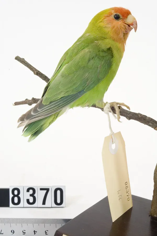 File:Agapornis lilianae (AM LB8370).jpg