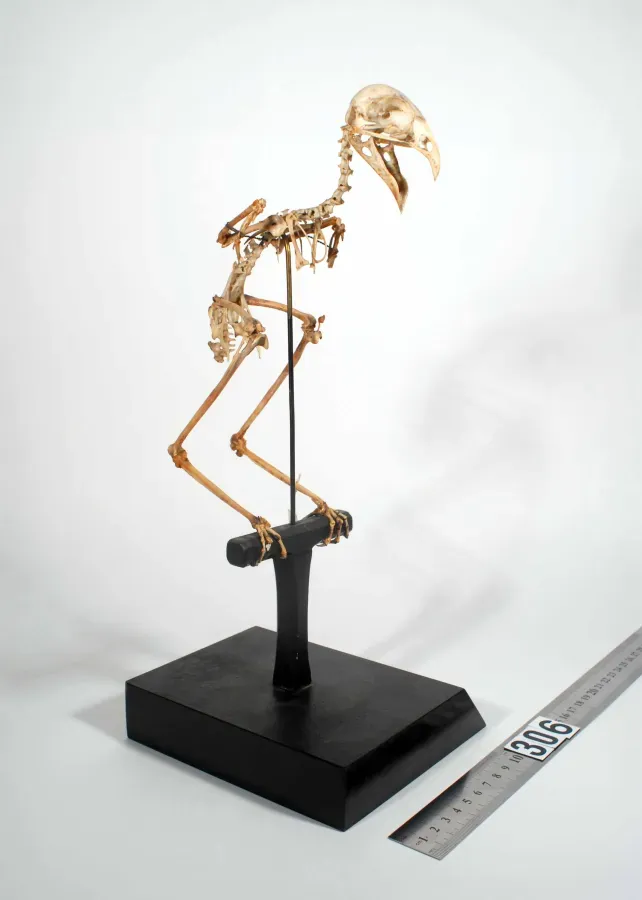 File:Callaeas wilsoni (AM LB306).jpg