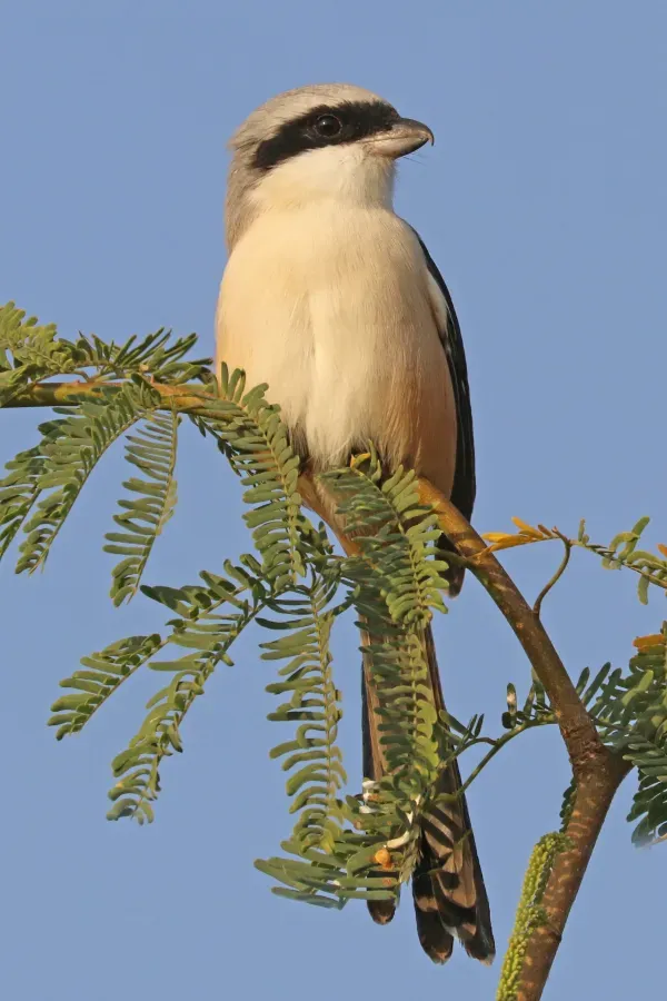 File:Southern grey shrike (Lanius meridionalis lahtora).jpg