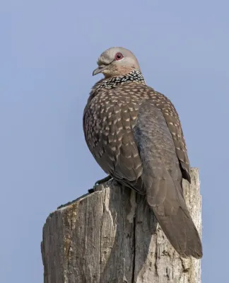 File:Spotted dove (Spilopelia chinensis suratensis).jpg