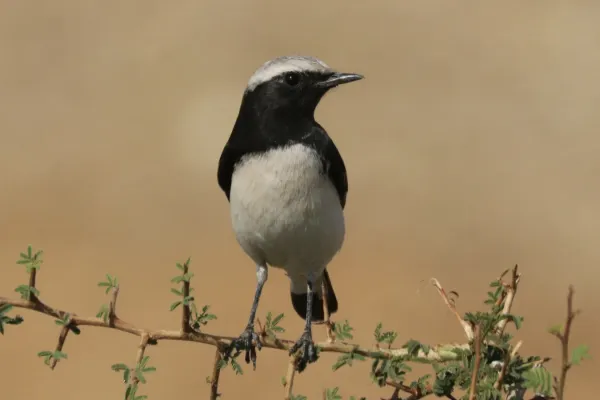 File:Variable wheatear (Oenanthe picata capistrata) male.jpg