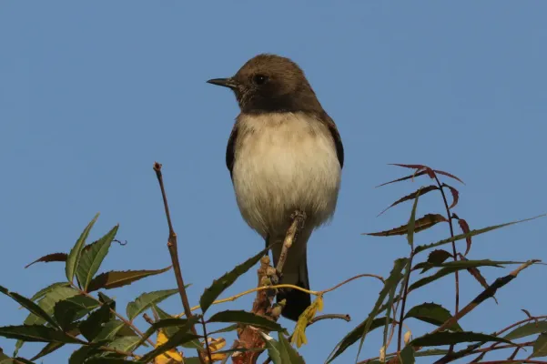 File:Variable wheatear (Oenanthe picata picata) male.jpg